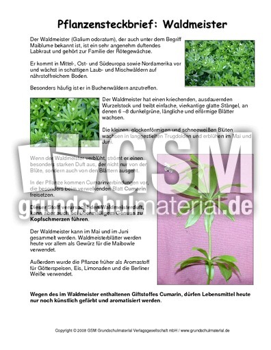 Steckbrief-Waldmeister.pdf